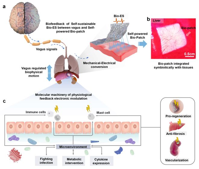 星空官方体育南理工冯章启东南大学王婷团队《AM》：自持续仿生电子贴片用于软组织快速修复(图2)