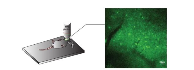 动物行为与光电专题（42）丨星空体育官网双光子荧光显微镜应用(图4)